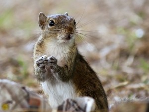 Why does my squirrel nibble on me?