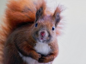 Are squirrels warm-blooded?
