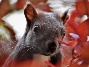 Why Do Squirrels Nip Off Branches? (4 Reasons Why + FAQ’s)