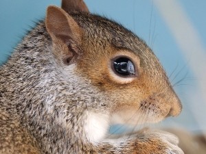 Do squirrels eat dog food?