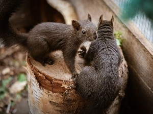 Why are squirrels so twitchy?