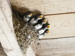 Why Do Baby Birds Die In The Nest? (15 Reasons Why + FAQ’s)
