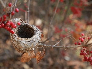 Do male birds make nests?