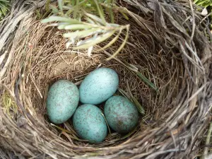 How To Relocate A Birds Nest With Eggs (A Guide + FAQ’s)