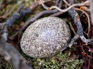 Can You Hatch Eggs With A Heating Pad? (A Quick Guide + 5 Common FAQ’s)