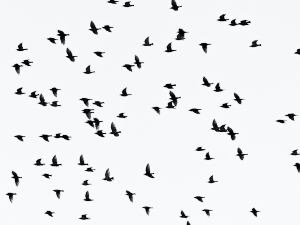 What do birds do during the day?