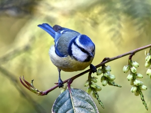 Natural Pain Relief For Birds (A Guide+ FAQ’s)