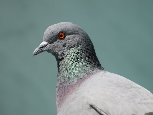 Do pigeons get cold?