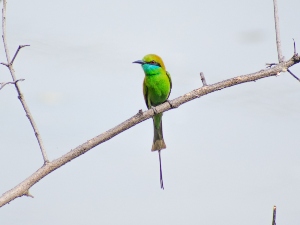 Do Birds Go Into Heat? (A Quick Guide + FAQ’S)
