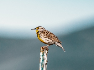 Can Birds Eat Uncooked Grits? (A Guide+ FAQ’s)