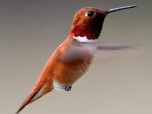 Can birds eat salted sunflower seeds?