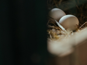 What to do with unhatched eggs?