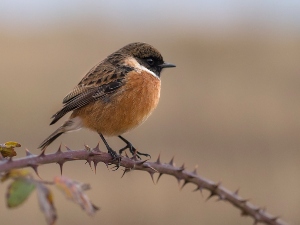 Can Birds Eat Grits? (A Guide + FAQ’s)