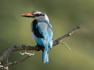Bird Falling Off Perch At Night, (Why, What To Do + FAQ’s)