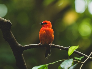 Do birds sleep standing up?