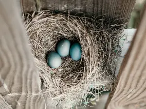 How To Relocate A Birds Nest With Babies (+FAQ’s)