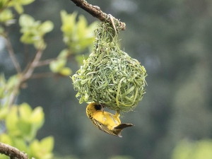How To Protect A Birds Nest From Rain (A Quick Guide+FAQ’s)
