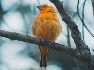 Why do birds puff up their feathers?
