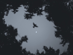 Can pigeons see at night?