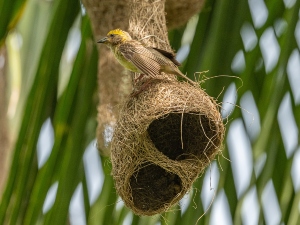 How To Sterilize A Bird’s Nest? (3 Ways + FAQ’s)