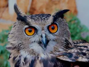 Can birds see infrared?