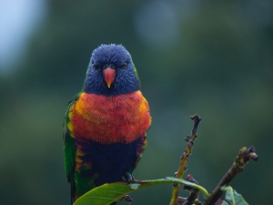 Can birds move their eyes?