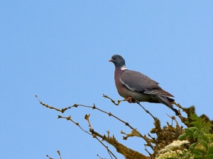Where do pigeons roost and why?