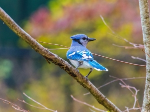 Can birds eat gelatin?