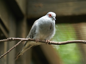 Diamond dove illnesses that you should look out for