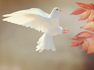 Do female doves bow and coo?