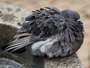 Why do birds get puffy?
