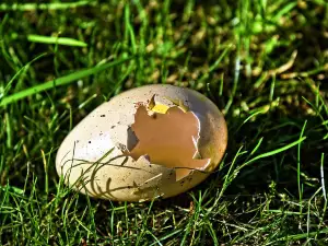Why Do Birds Eat Their Eggs? (A Guide + FAQ’s)