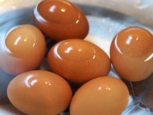 Can Birds Eat Hard-Boiled Eggs? (A Guide + FAQ’s)