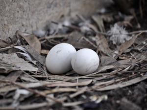 Why do pigeons break their eggs?