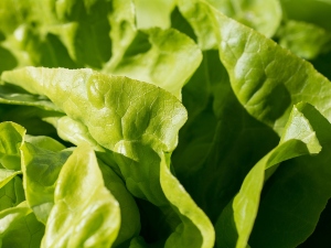 Can birds eat lettuce?