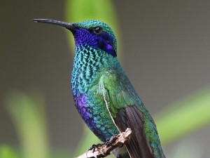 Why do birds land on your head?