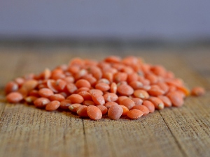 Can Birds Eat Lentils? (Nutrients, Preparation, Types + FAQ’s)