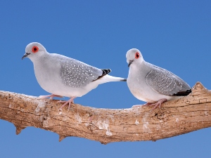 Male diamond dove pecking female, why and what to do