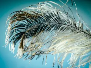 Is It Safe To Pick Up Bird Feathers? (A Guide +FAQ’s)