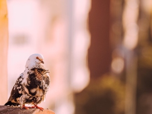 Why do birds eat gravel?