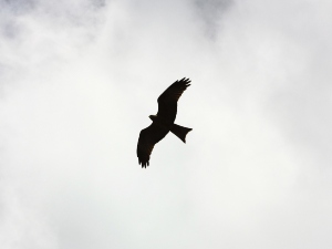 Can A Bird With A Broken Wing Survive? (A Guide + FAQ’s)
