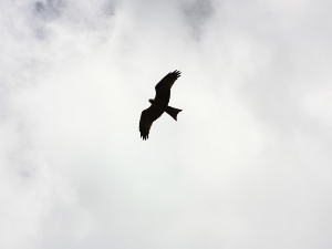 Why do roller pigeons roll?