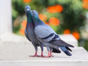 How do pigeons reproduce?