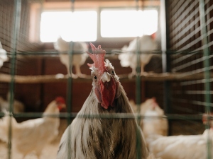 Why do birds roost?