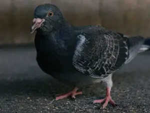 Why Is My Pigeon Shaking? (A Guide +FAQ’s)