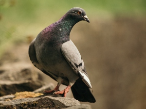 Feather Rot In Pigeons (Why This Happens,  What To Do + FAQ’s)