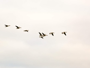 Why Do Birds Poop On Black Cars? (A Guide + FAQ’s)