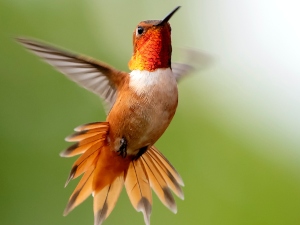 Bubbles In Bird Poop (Should You Be Worried? + FAQ’s)