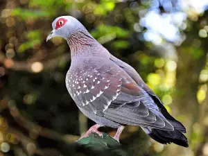 How to get rid of pigeon lice