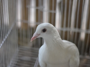 Do Doves Coo At Night? (A Guide, Solutions +FAQ’s)